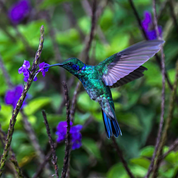 Forest Fairy Art | Birdman Co.
