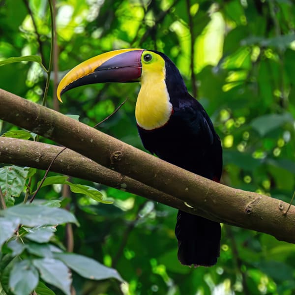 my-first-toucan-costa-rica