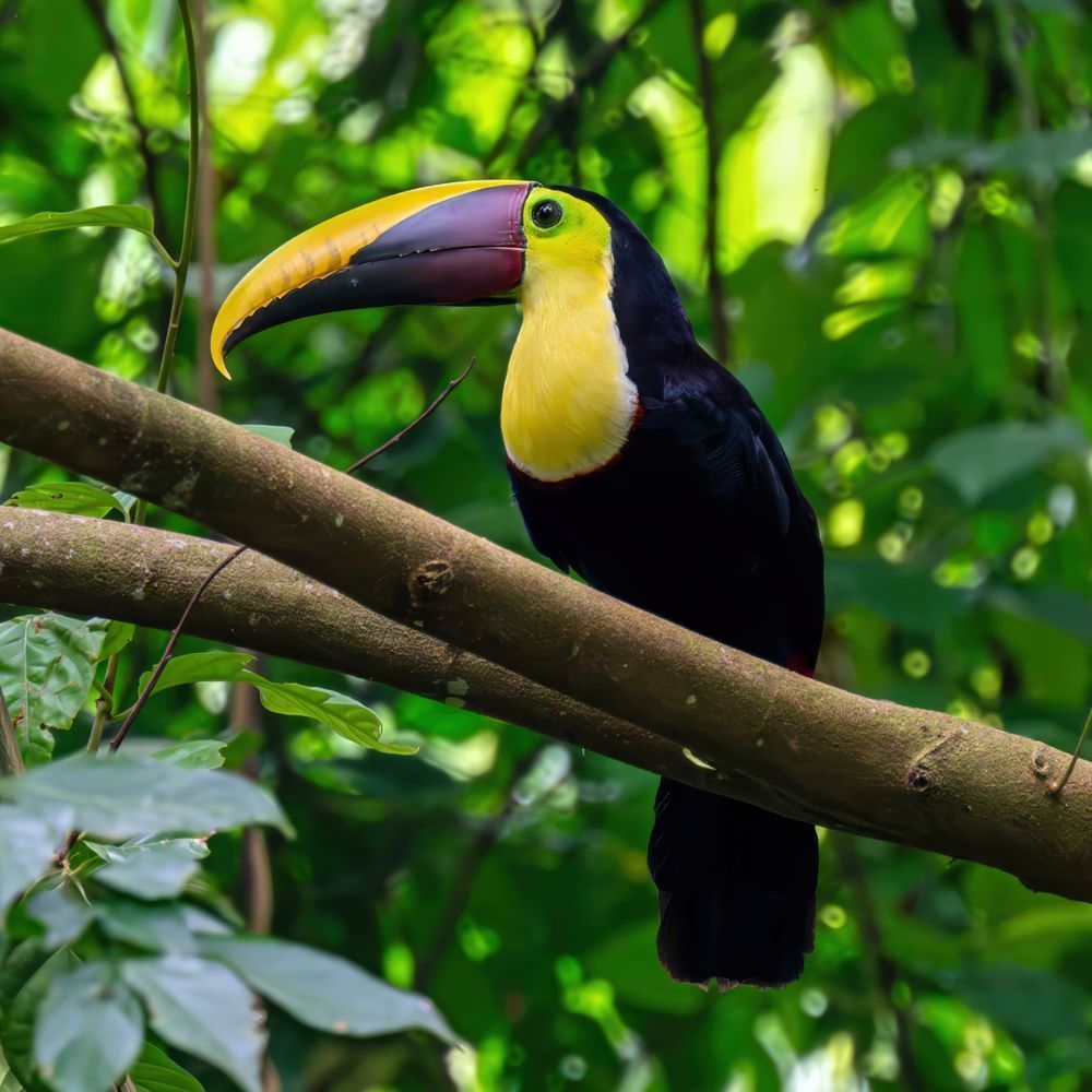 my-first-toucan-costa-rica