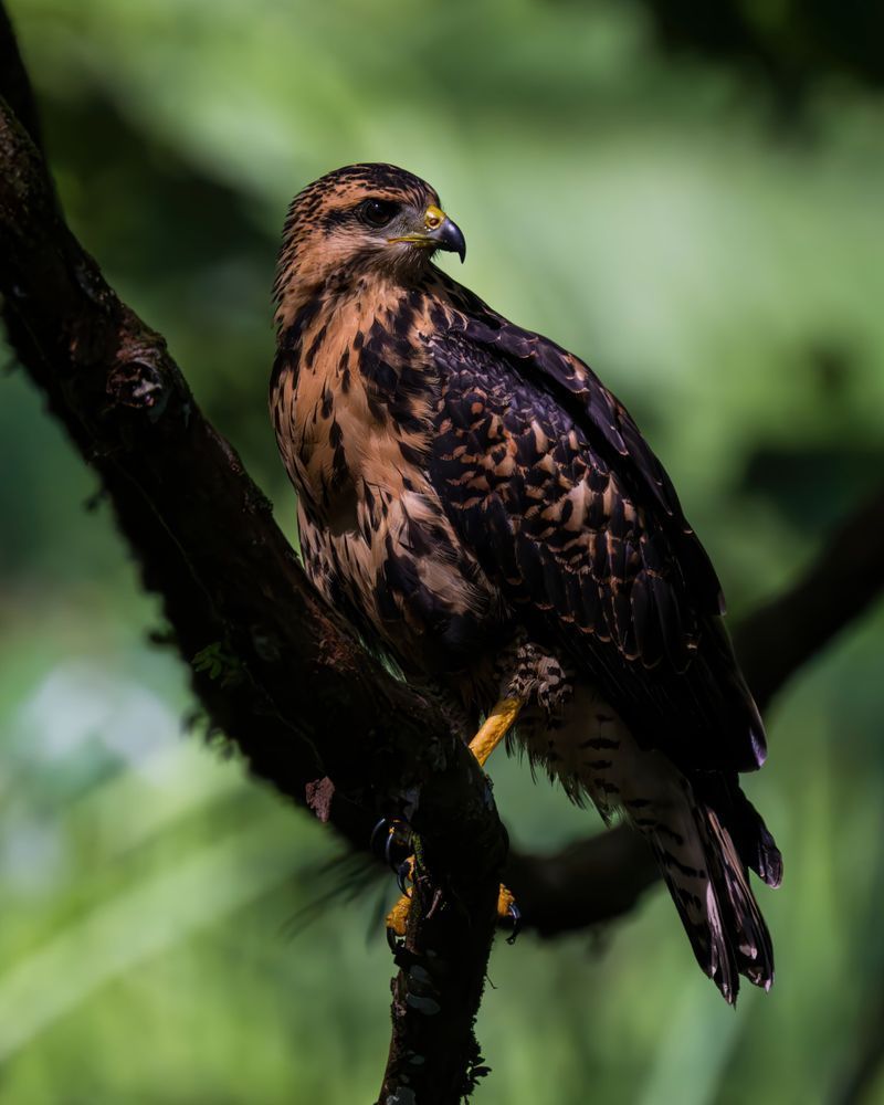 Black Hawk Art | Birdman Co.