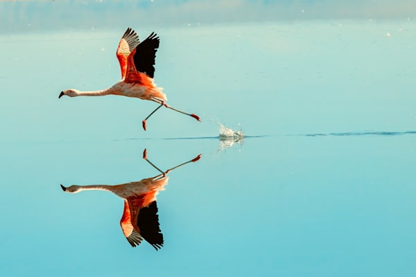 Chile Atacama Desert Flamingo Art | Birdman Co.