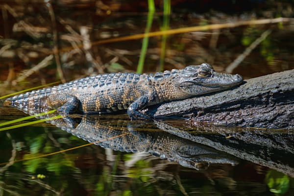 Baby Gator Reflection Art | Birdman Co.