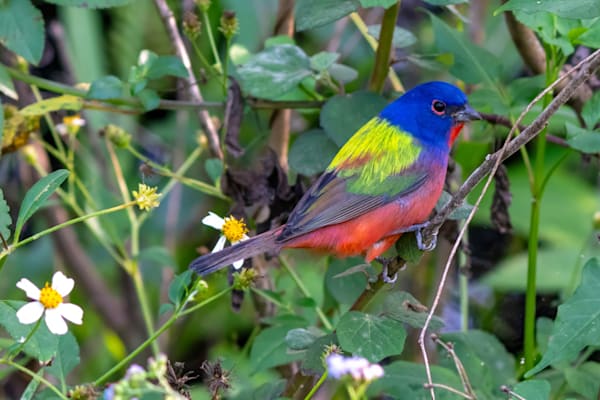 Painted Bunting Art | Birdman Co.
