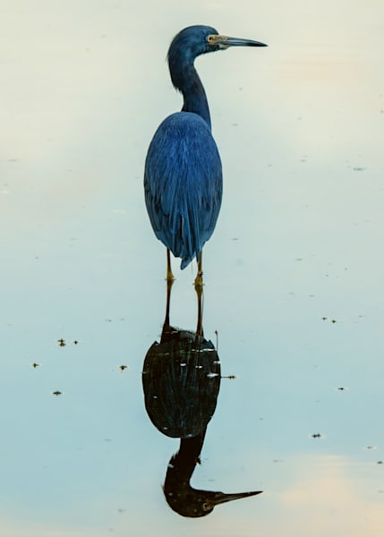 Reflections Art | Birdman Co.