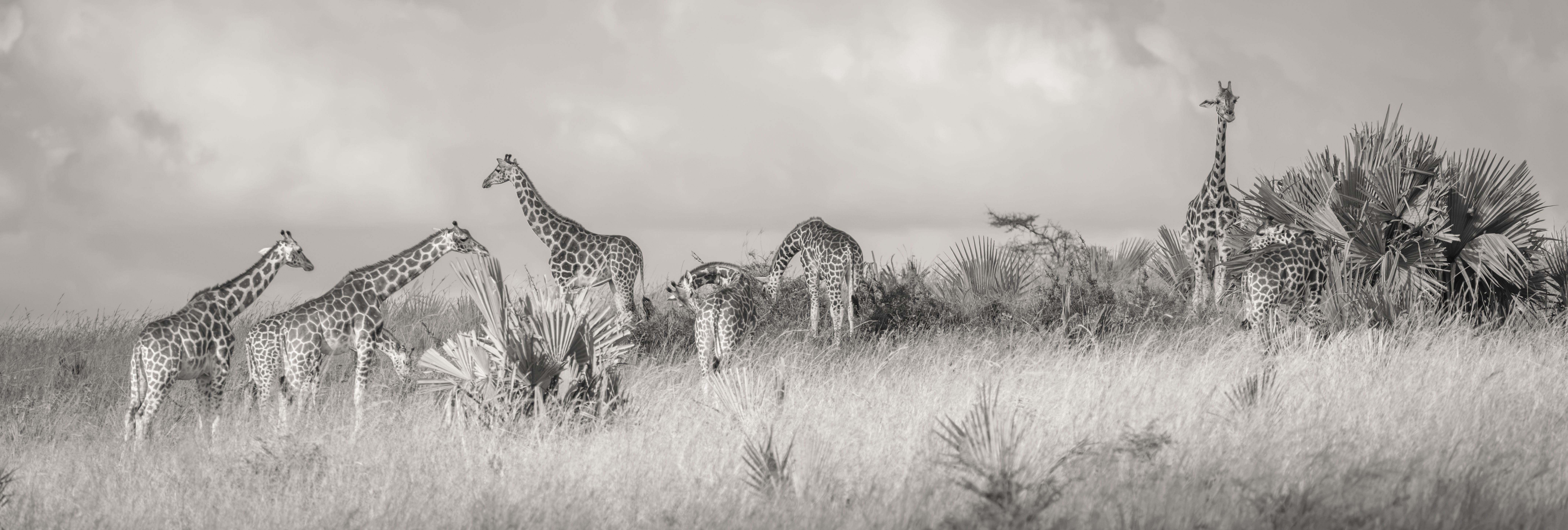 
        <div class='title'>
          giraffe herd palms panorama bw
        </div>
       