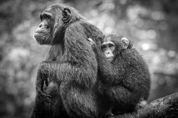 Black & White: The Wild