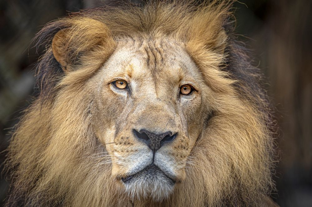 Lion Photographs | Art | Images | Florida