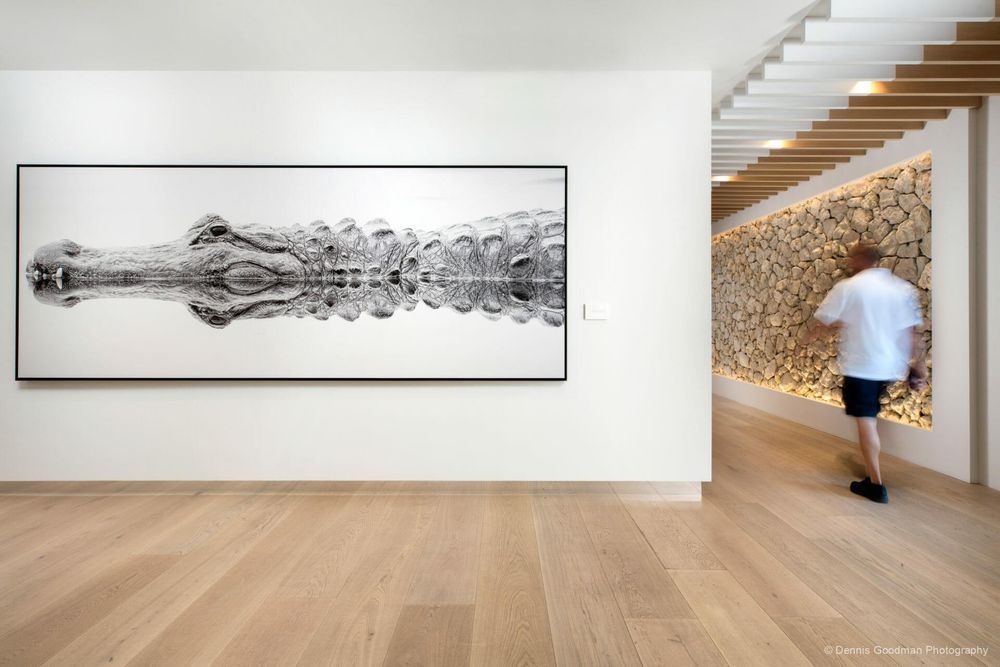 Alligator | Photos | Pictures| Pics| Images |Wall Art |Wallpapers