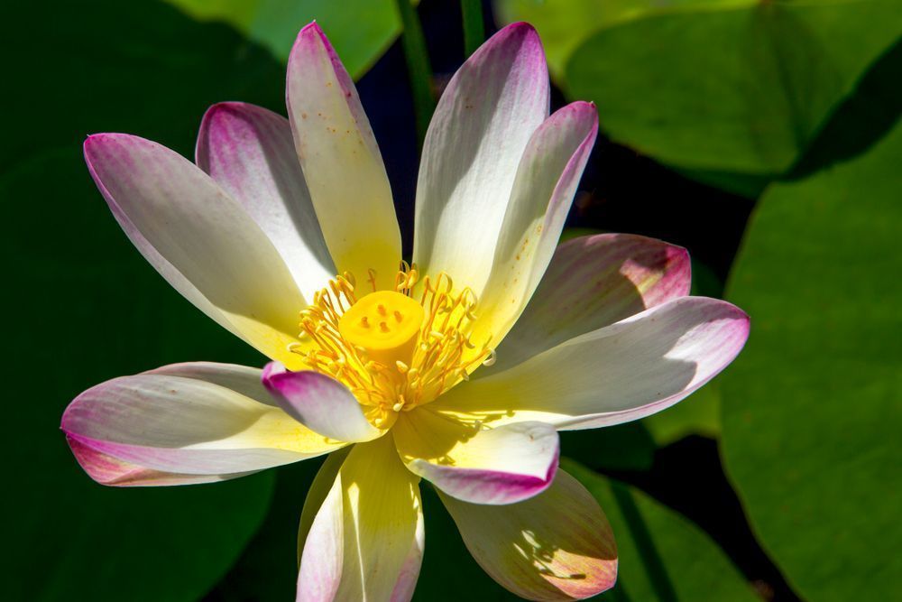 Botanical Photos | Pictures | Pics | Images | Wallpapers |  Wall Art