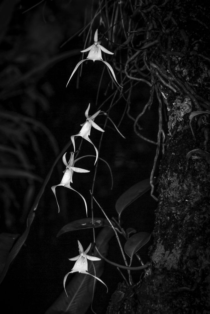Ghost Orchids Flower | Pictures | Images | Florida | Care
