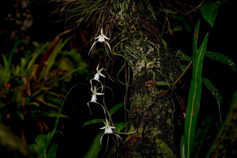 Ghost Orchids Flower | Pictures | Images | Florida | Care