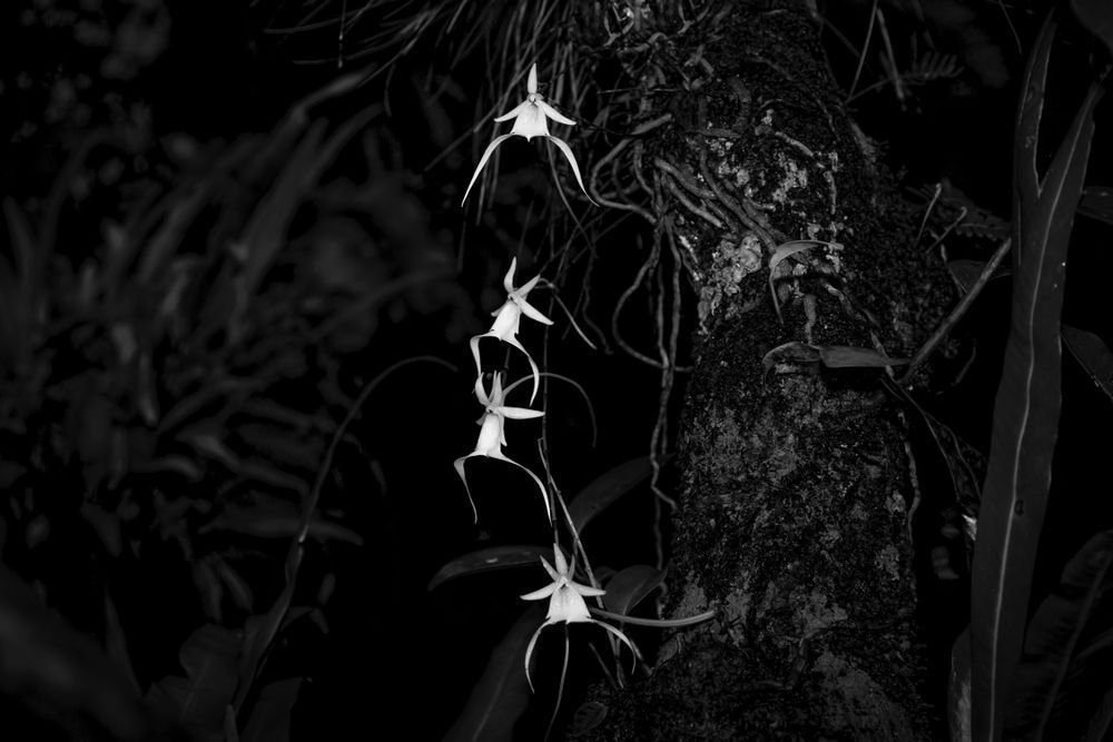 Ghost Orchids Flower | Pictures | Images | Florida | Care