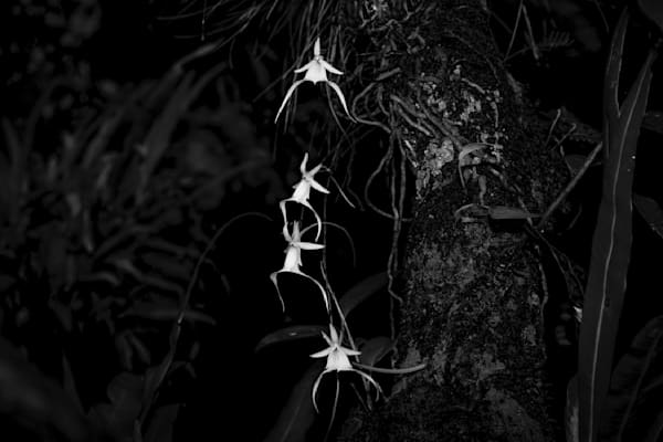 Ghost Orchids Flower | Pictures | Images | Florida | Care