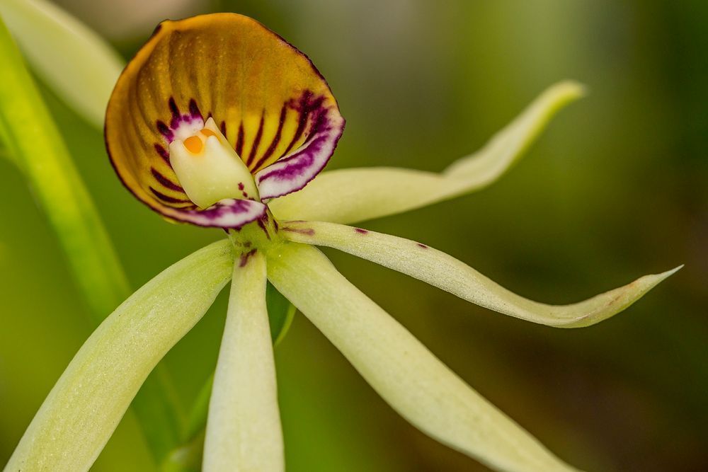 Clamshell Orchid | Dennis Goodman Photography