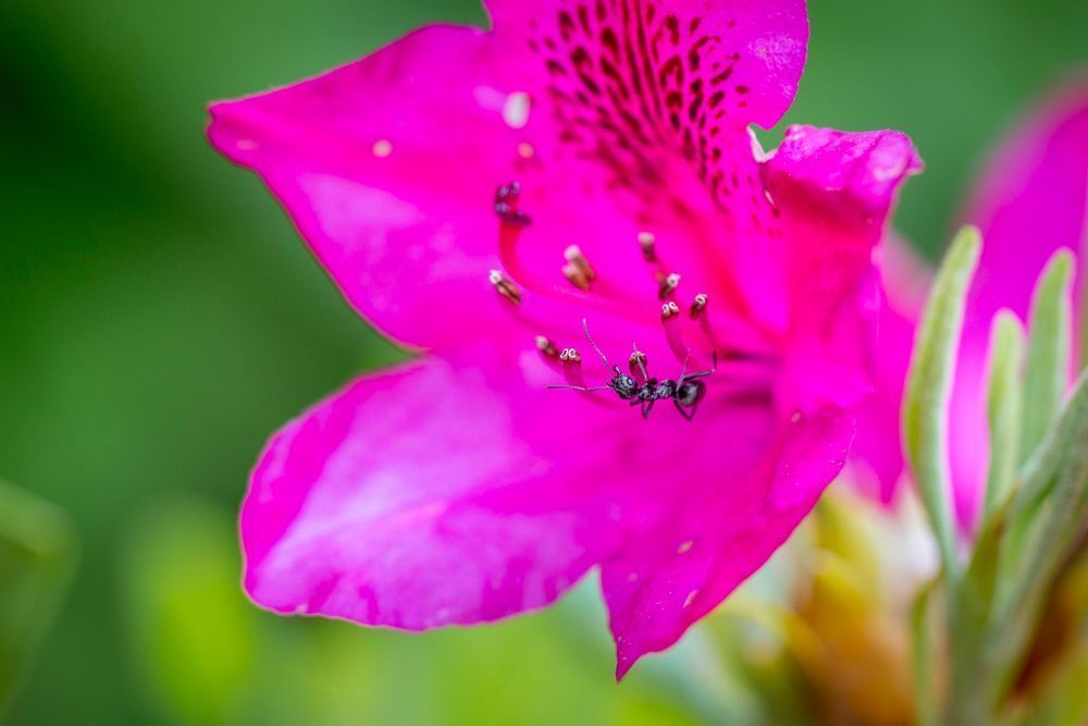 Botanical Photos | Pictures | Pics | Images | Wallpapers |  Wall Art