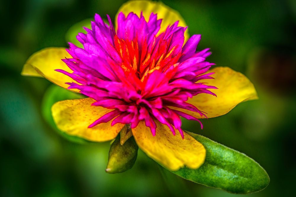 Botanical Photos | Pictures | Pics | Images | Wallpapers |  Wall Art