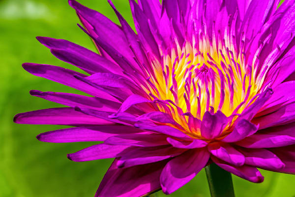 Botanical Photos | Pictures | Pics | Images | Wallpapers |  Wall Art