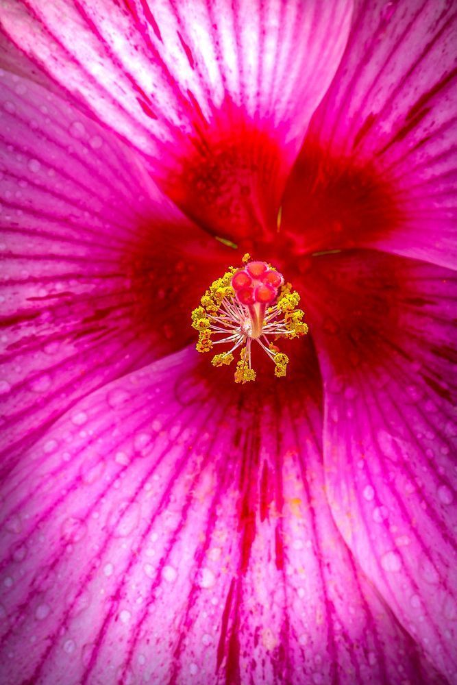 Botanical Photos | Pictures | Pics | Images | Wallpapers |  Wall Art