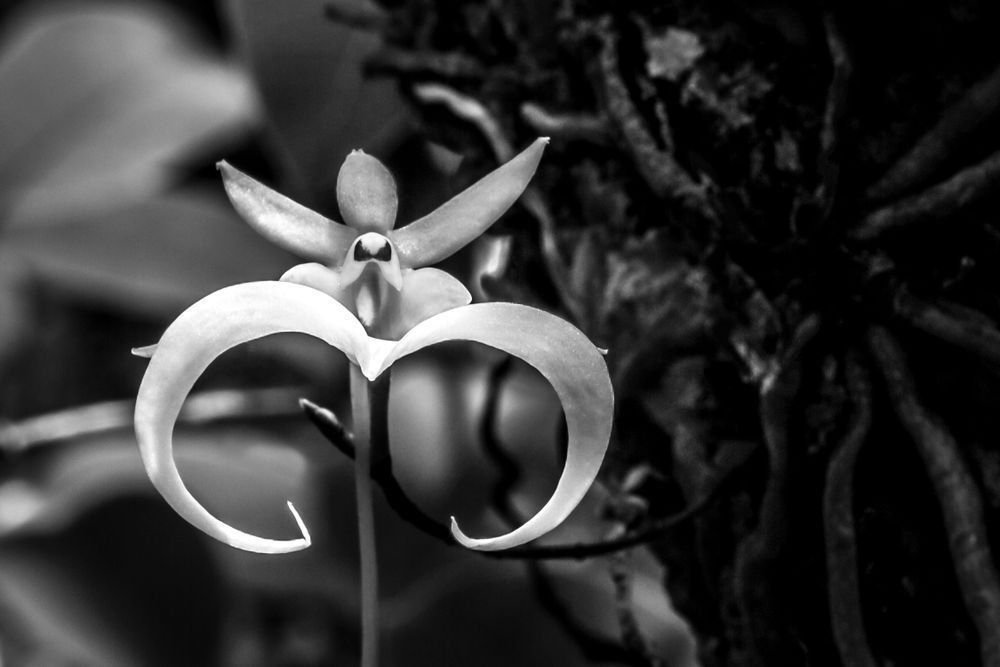 Ghost Orchids Flower | Pictures | Images | Florida | Care