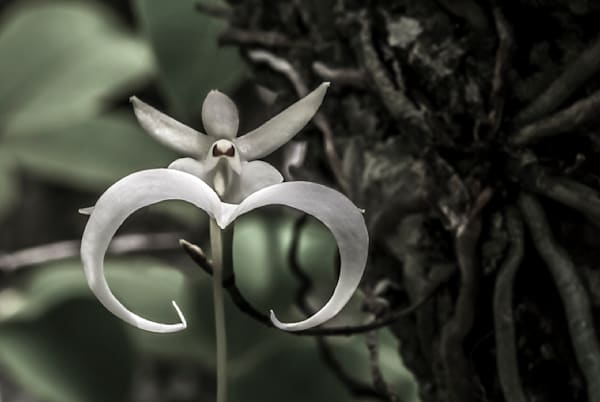 Ghost Orchids Flower | Pictures | Images | Florida | Care