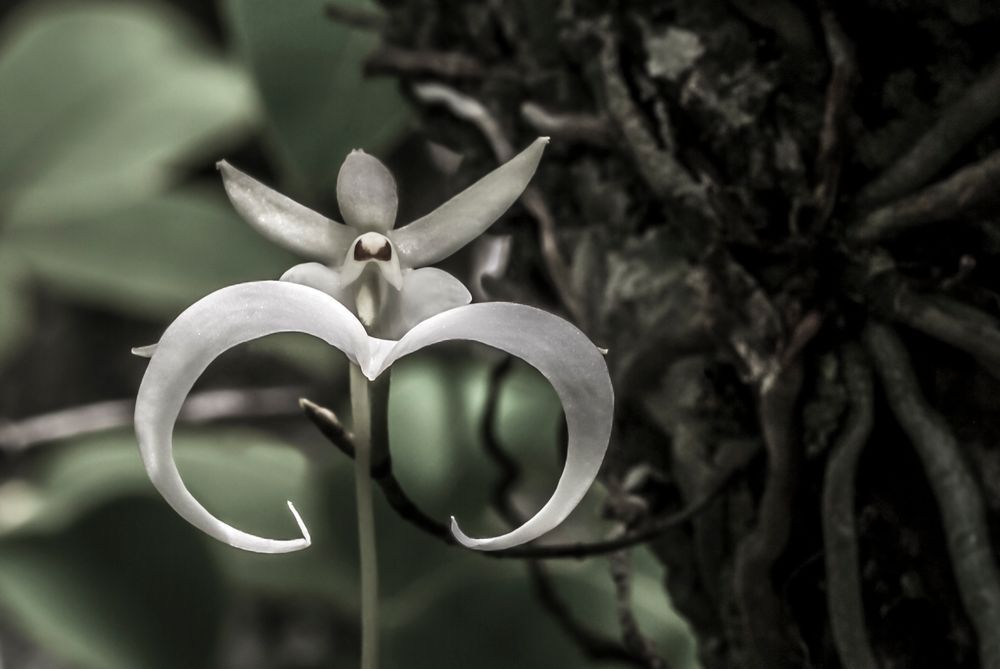 Ghost Orchids Flower | Pictures | Images | Florida | Care