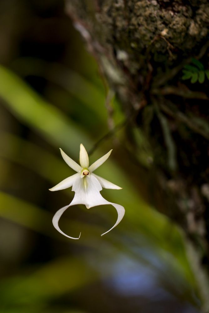 Ghost Orchids Flower | Pictures | Images | Florida | Care