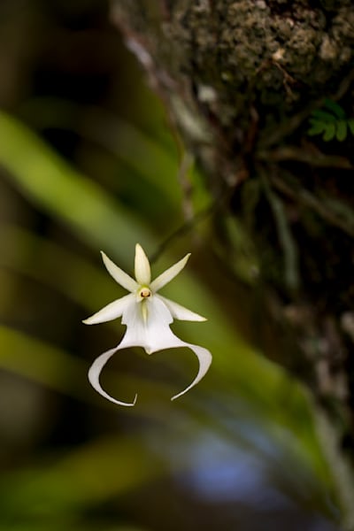 Ghost Orchids Flower | Pictures | Images | Florida | Care