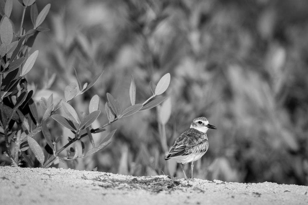 Snowy Plover Bird | Dennis Goodman Photography