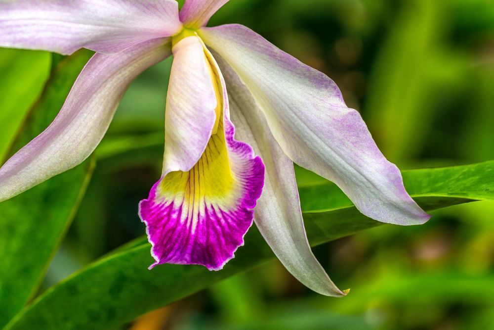 Botanical Photos | Pictures | Pics | Images | Wallpapers |  Wall Art