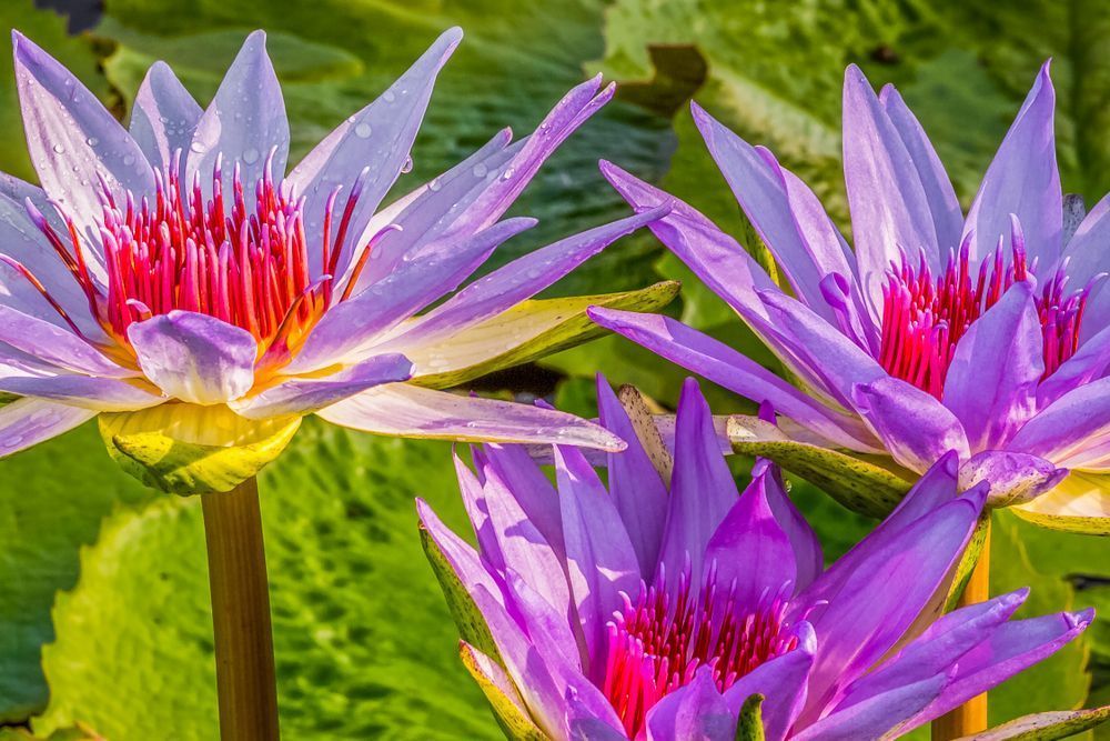Botanical Photos | Pictures | Pics | Images | Wallpapers |  Wall Art