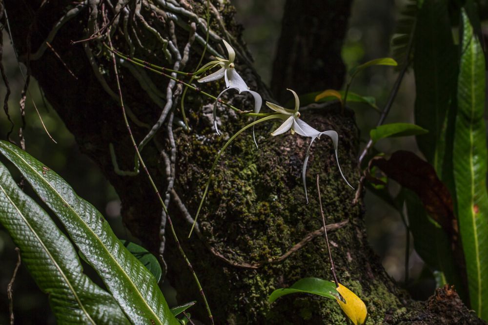 Ghost Orchids Flower | Pictures | Images | Florida | Care