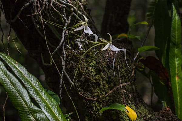 Ghost Orchids Flower | Pictures | Images | Florida | Care