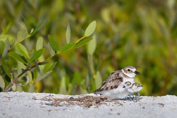 Snowy Plover Bird | Dennis Goodman Photography