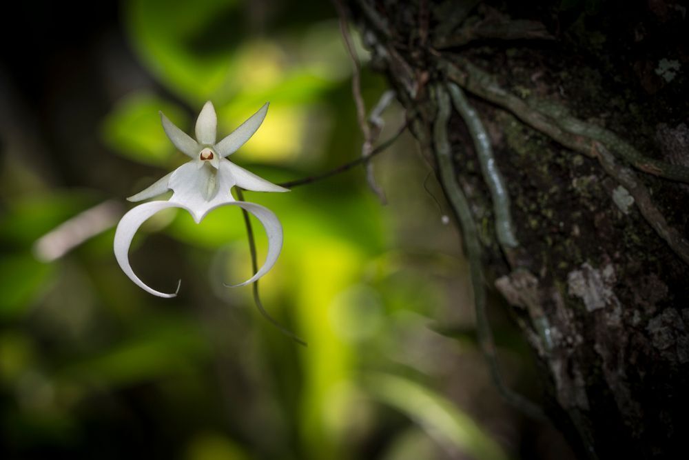 Ghost Orchids Flower | Pictures | Images | Florida | Care