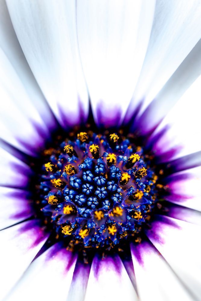 Botanical Photos | Pictures | Pics | Images | Wallpapers |  Wall Art