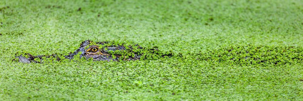 Alligator | Photos | Pictures| Pics| Images |Wall Art |Wallpapers