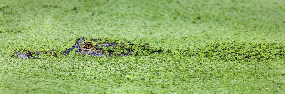 Alligator | Photos | Pictures| Pics| Images |Wall Art |Wallpapers