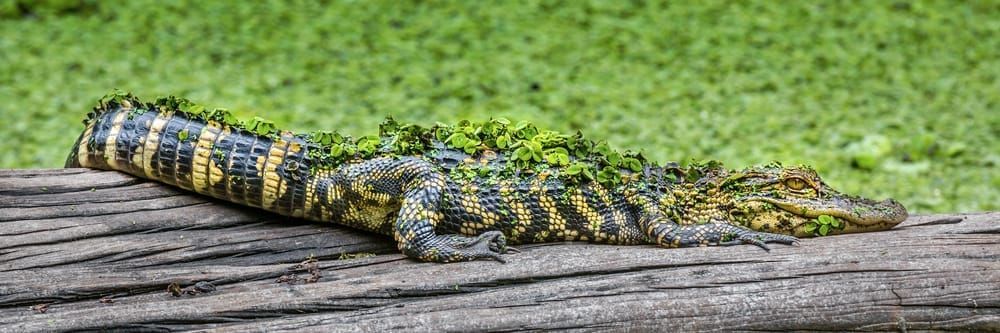 Alligator | Photos | Pictures| Pics| Images |Wall Art |Wallpapers