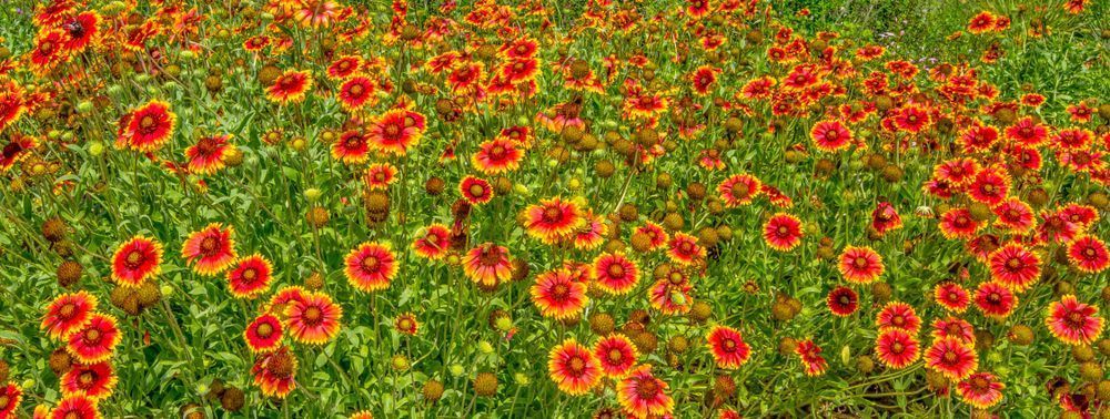 Botanical Photos | Pictures | Pics | Images | Wallpapers |  Wall Art