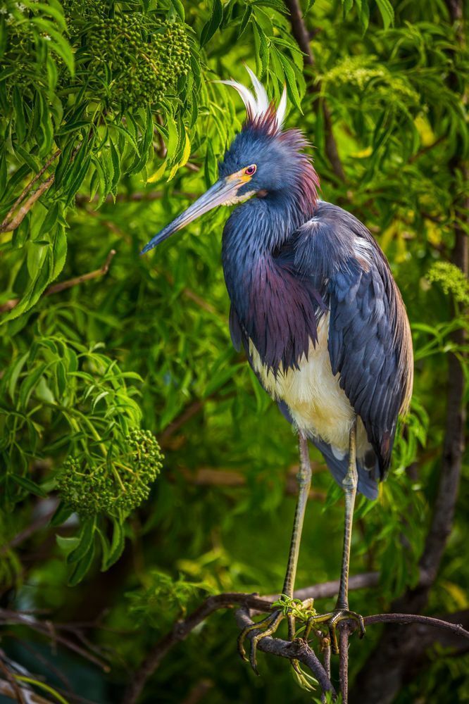 Tricolored Heron Photo | Dennis Goodman Photography