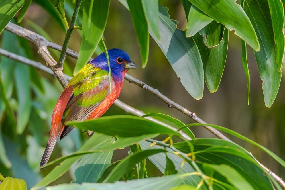 Painted Bunting Bird Images | Dennis Goodman Photography