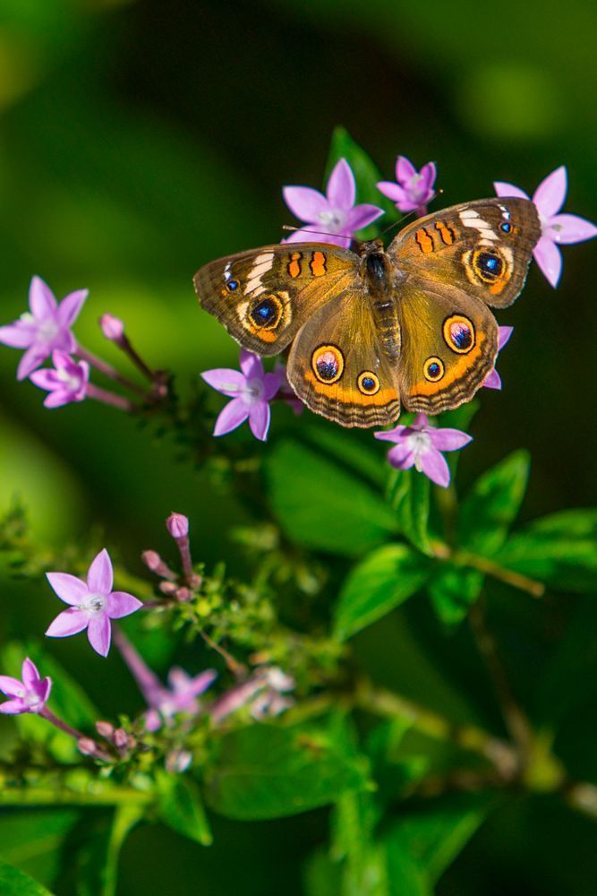 Butterfly | Wall Art |Images |Photos |Pictures |Pics |Wallpapers