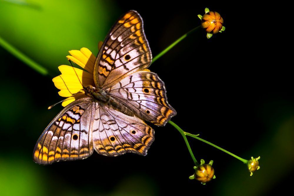 Butterfly | Wall Art |Images |Photos |Pictures |Pics |Wallpapers