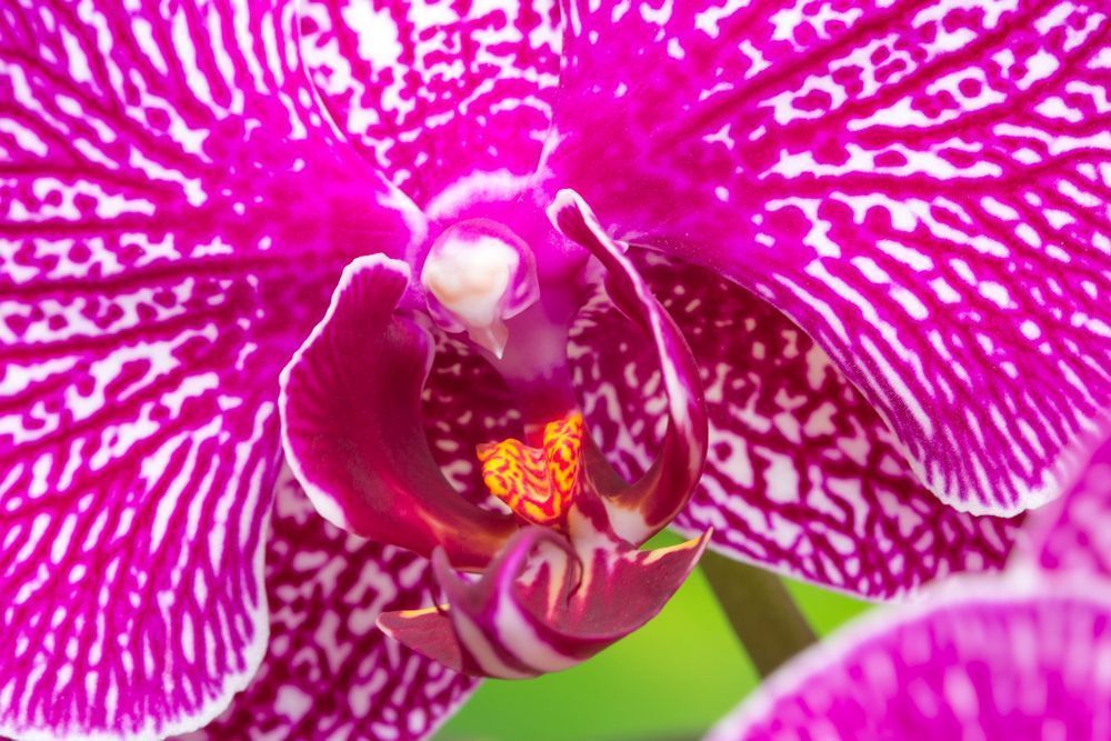 Botanical Photos | Pictures | Pics | Images | Wallpapers |  Wall Art
