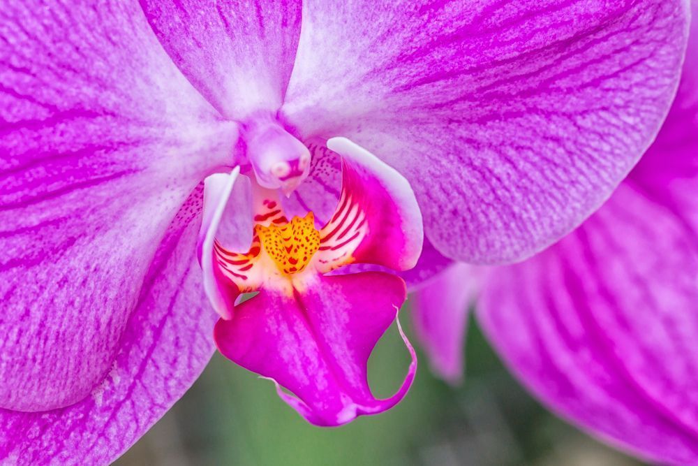 Botanical Photos | Pictures | Pics | Images | Wallpapers |  Wall Art