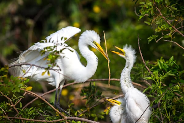 Great Egrets Birds | Pictures | Photos | Florida 