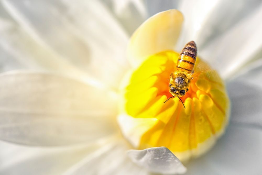 Botanical Photos | Pictures | Pics | Images | Wallpapers |  Wall Art
