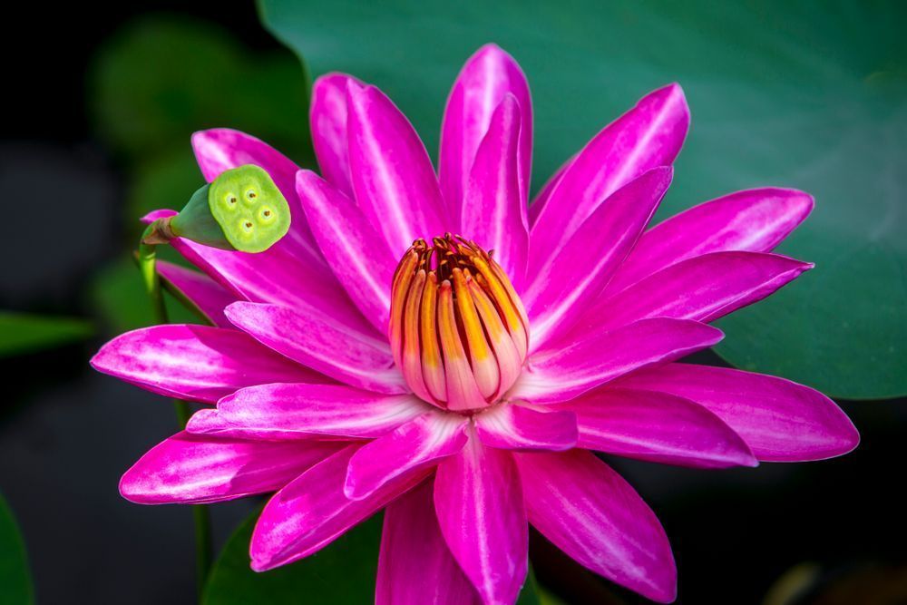 Botanical Photos | Pictures | Pics | Images | Wallpapers |  Wall Art