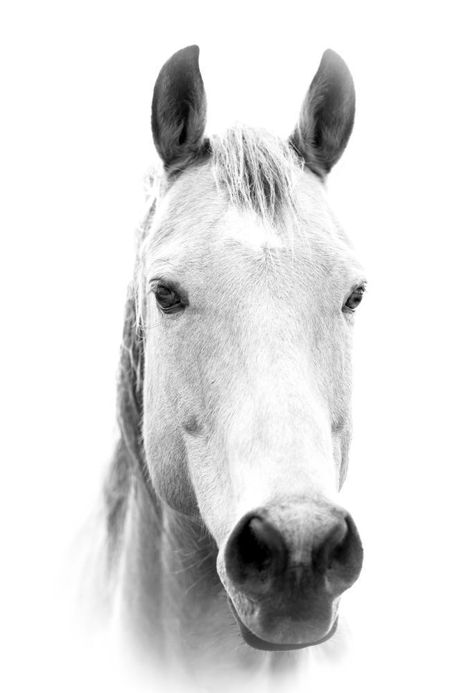 Horses Images | Wall Art | Photos  | Pictures | Pics | Wallpapers