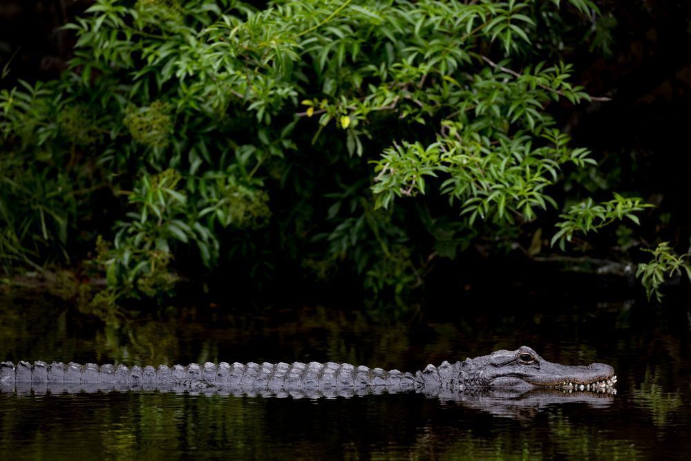 Alligator | Photos | Pictures| Pics| Images |Wall Art |Wallpapers